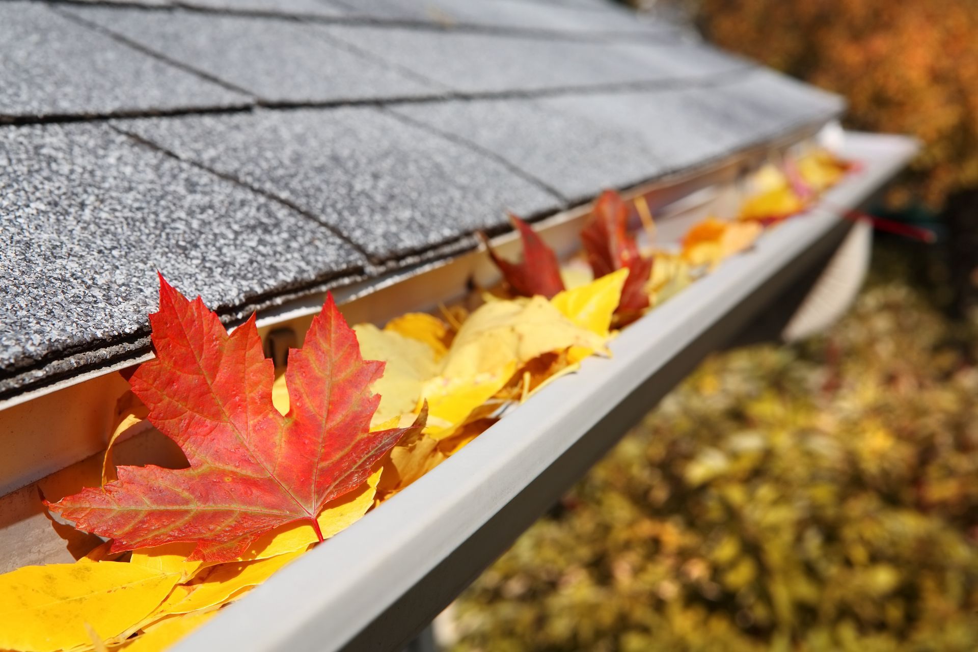 A close-up view of a house gutter filled with colorful fallen autumn leaves against gray roof shingles.