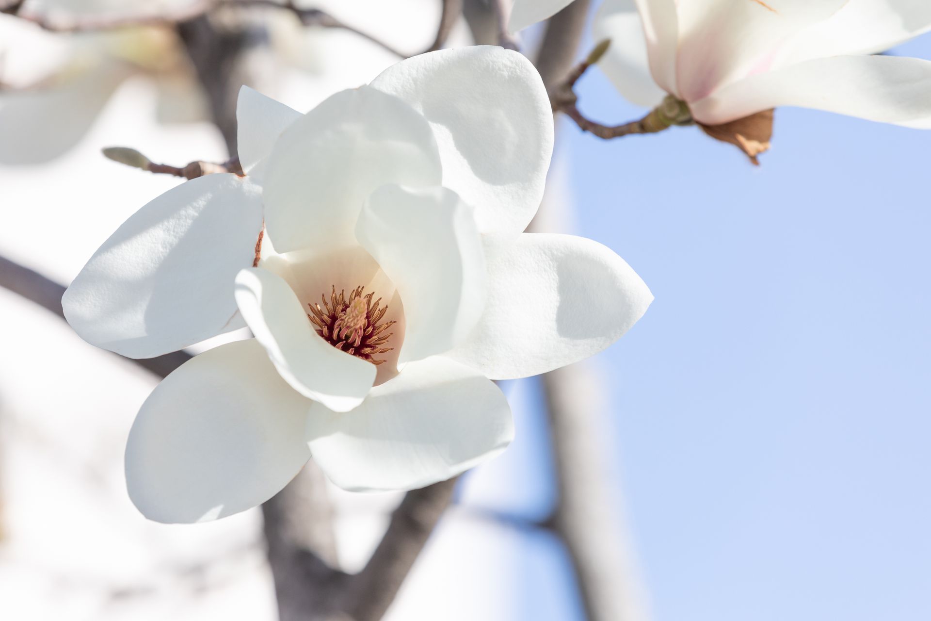 A close up of a white magnolia flower on a tree branch.