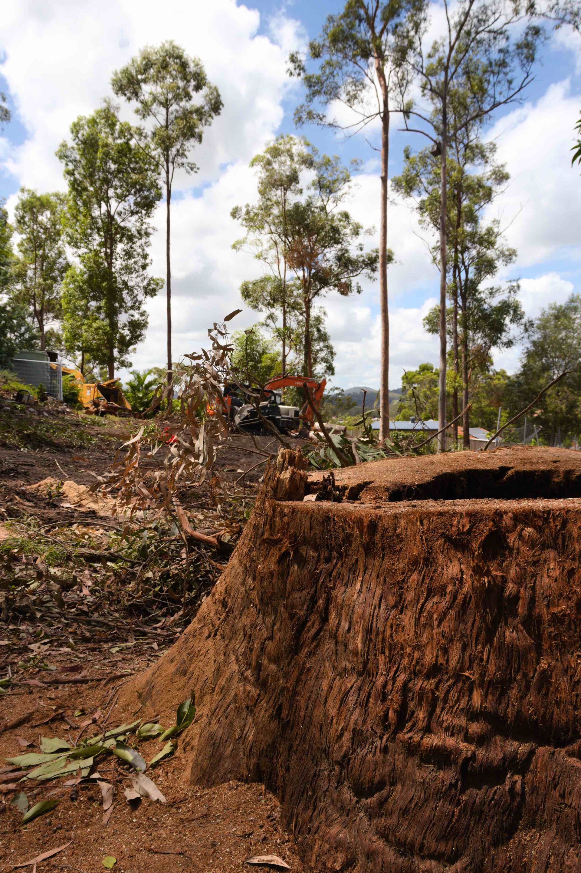 Cut tree stump in a logged forest with tall trees and cleared ground under a cloudy sky