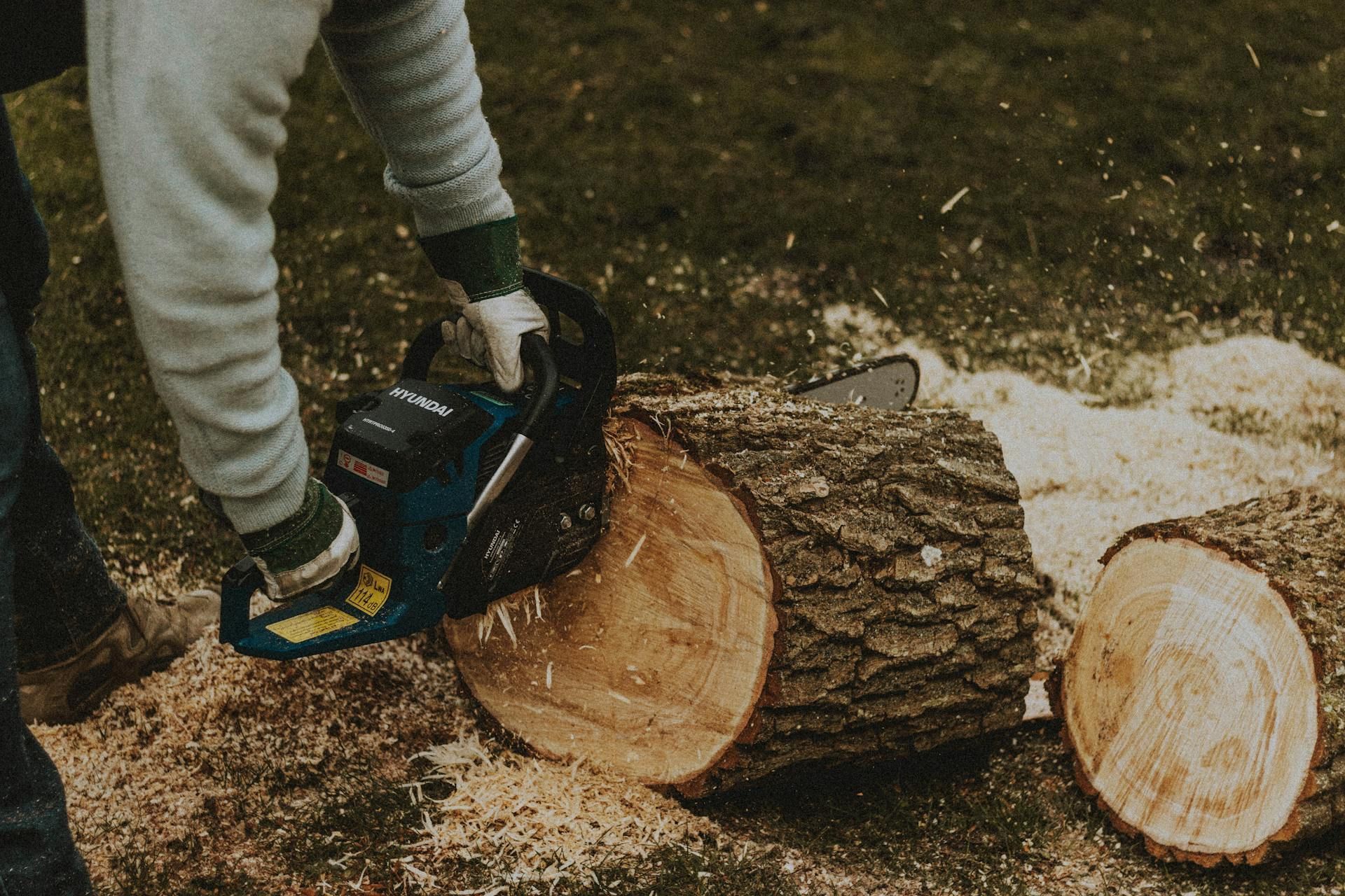 reasons for tree removal reasons for tree removal