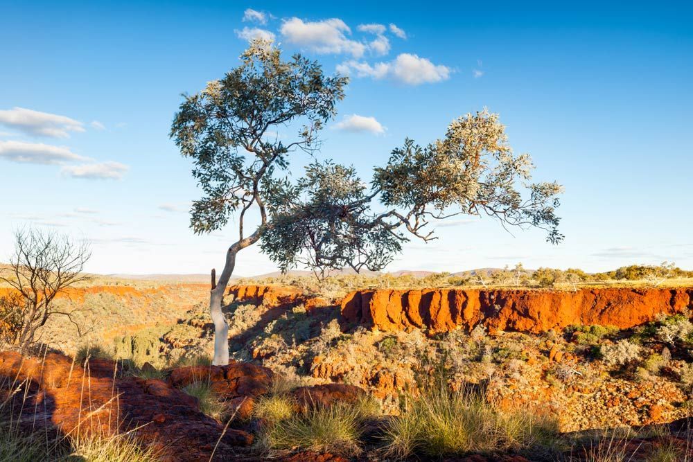 There is a Tree in the Middle of the Desert — ACC Excavations & Demolition Pty Ltd In Albion Park, NSW