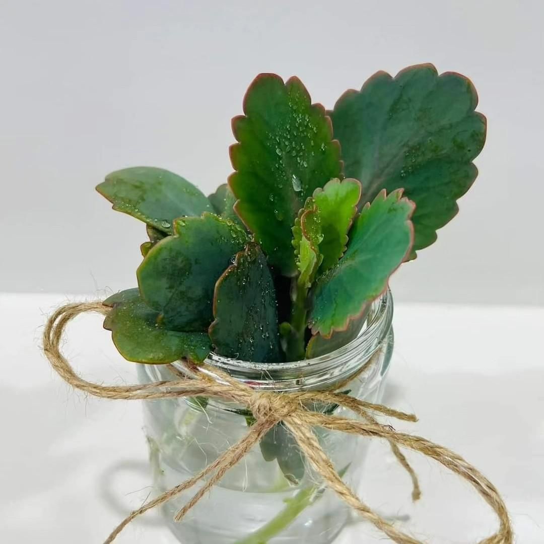A Mason Jar Filled With Green Leaves Tied With Twine — Flower Hunt in Robina, QLD