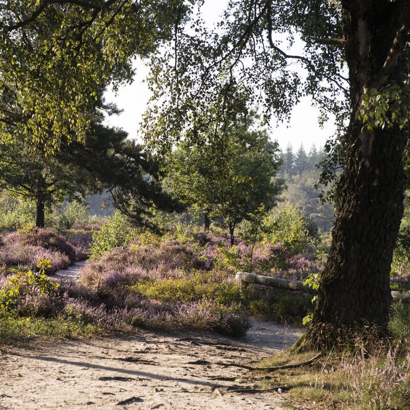 Sallandse Heuvelrug  - Foto MarketingOost- Lenneke Lingmont
