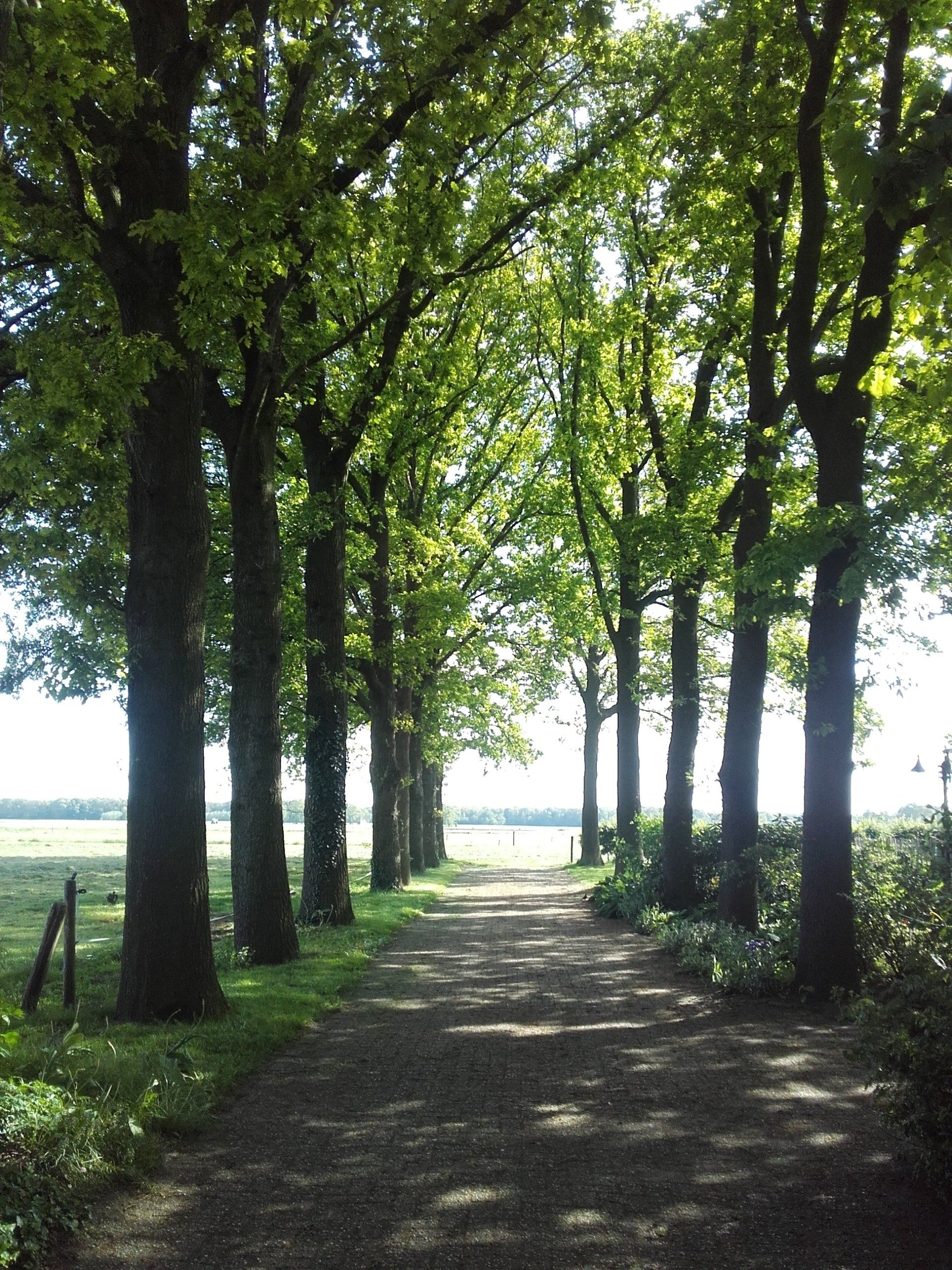 Eikenlaantje op ons erf