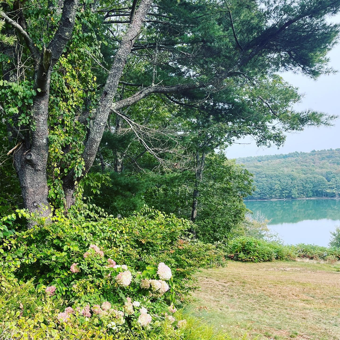 Lush green trees and bushes frame a view of a serene lake under a slightly overcast sky.
