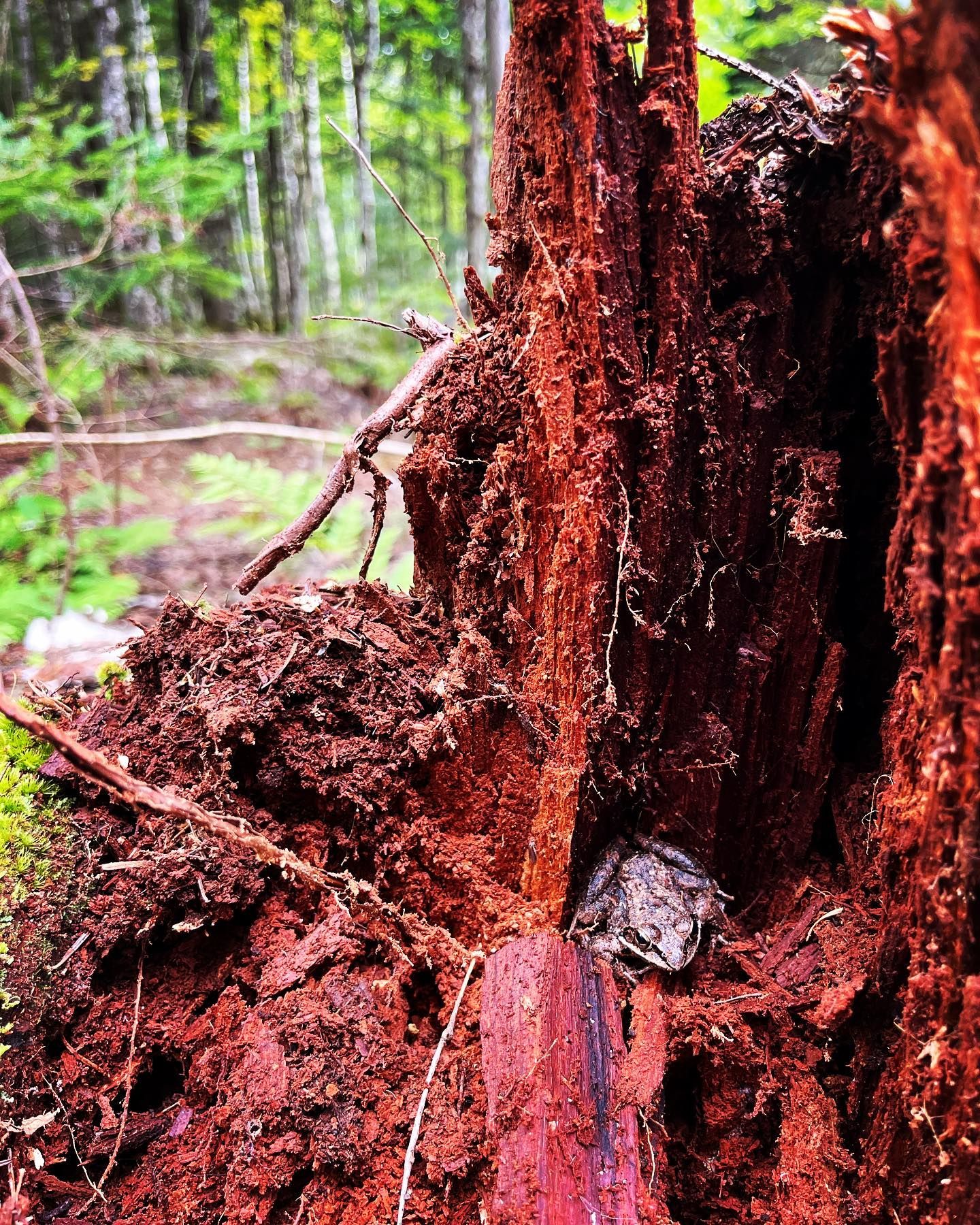 A frog hides inside a decayed tree stump in a forest.