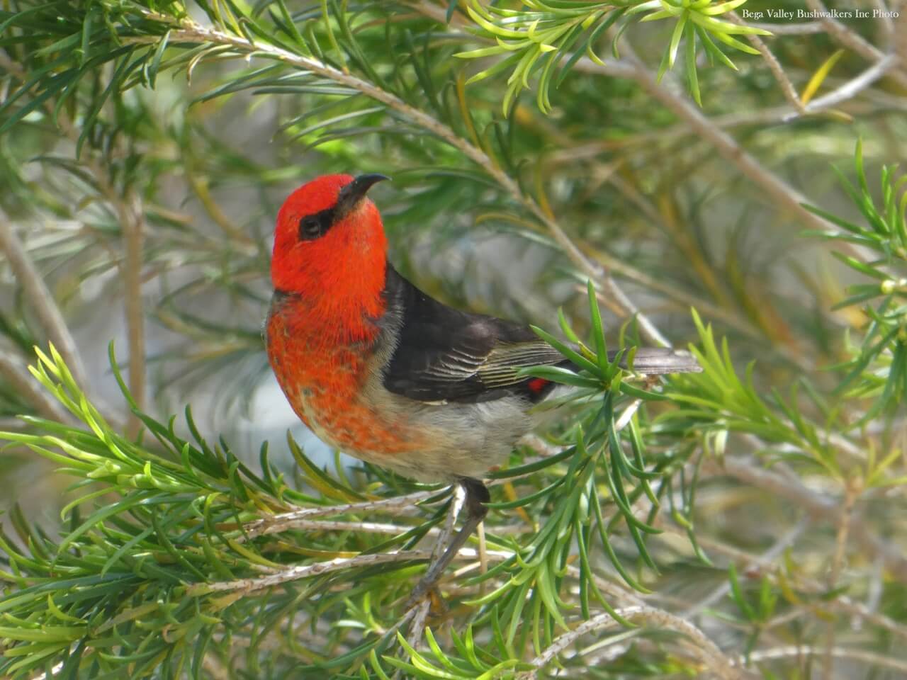Birds in Bournda National Park