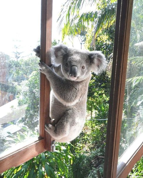 Koala clinging to a window frame beside bright green trees outside.