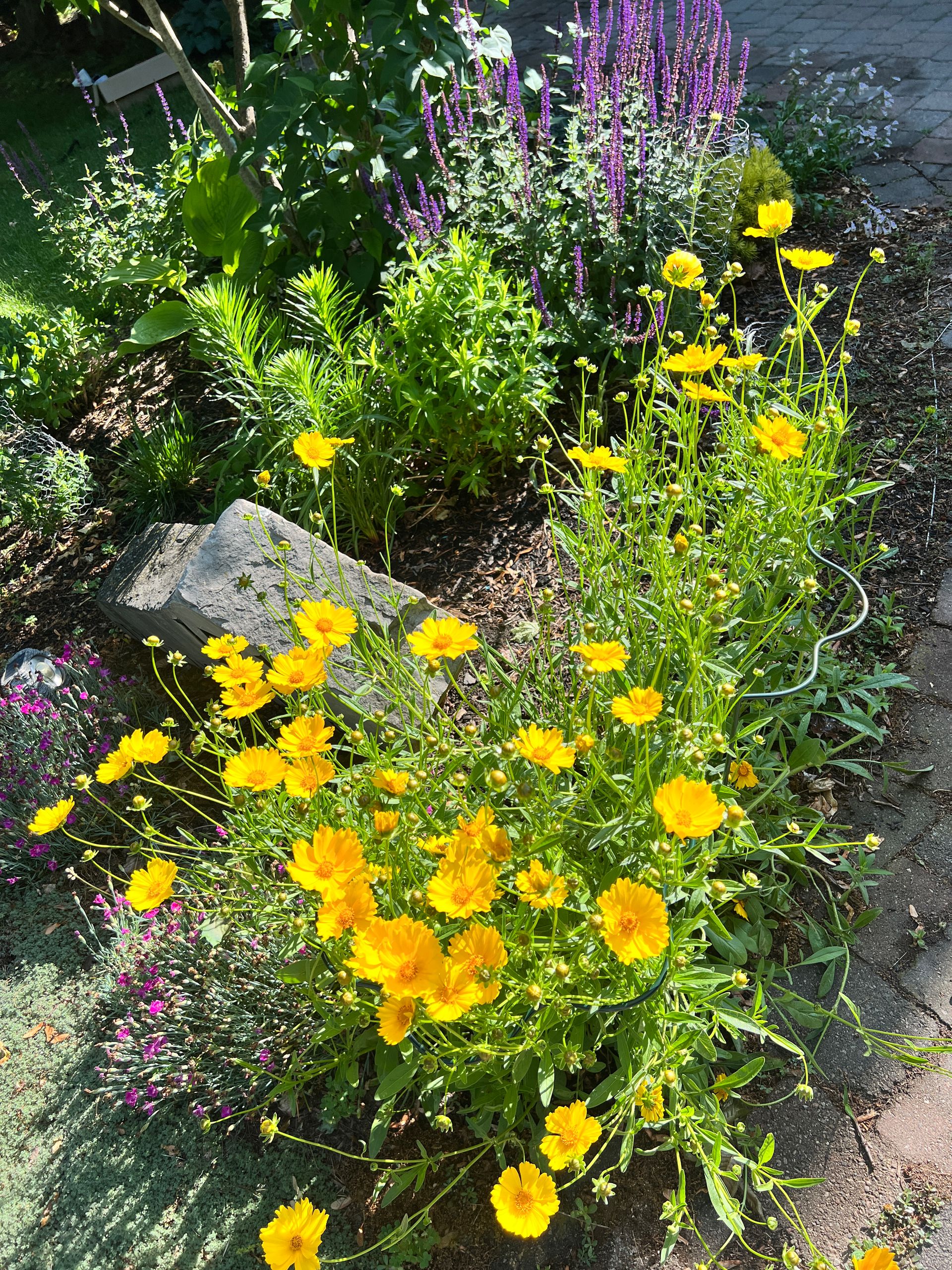 Native plant garden with liatris and lance leaf coreopsis