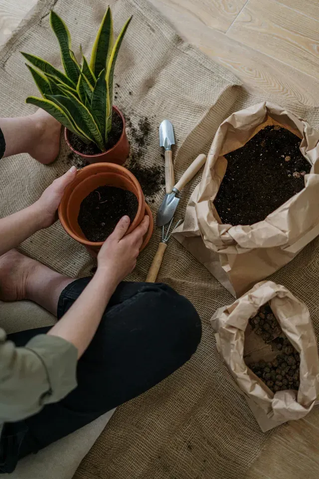 Collection of pots, plants and garden tools