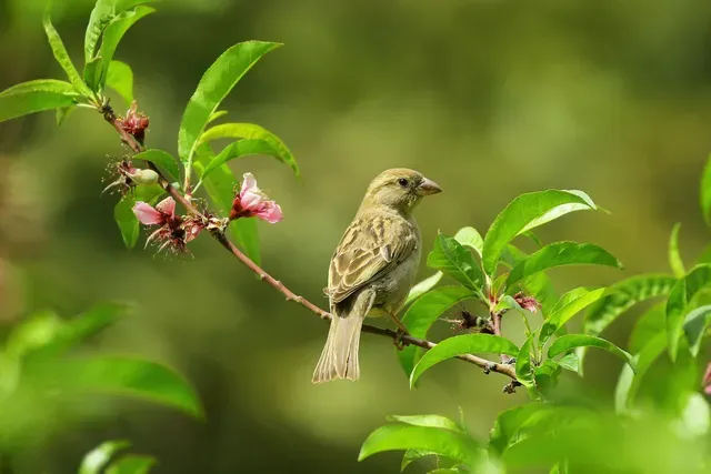 Sparrow on crab apple branch