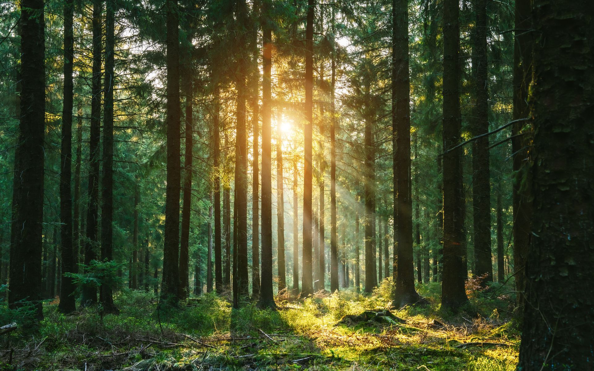 Trees with light shining through