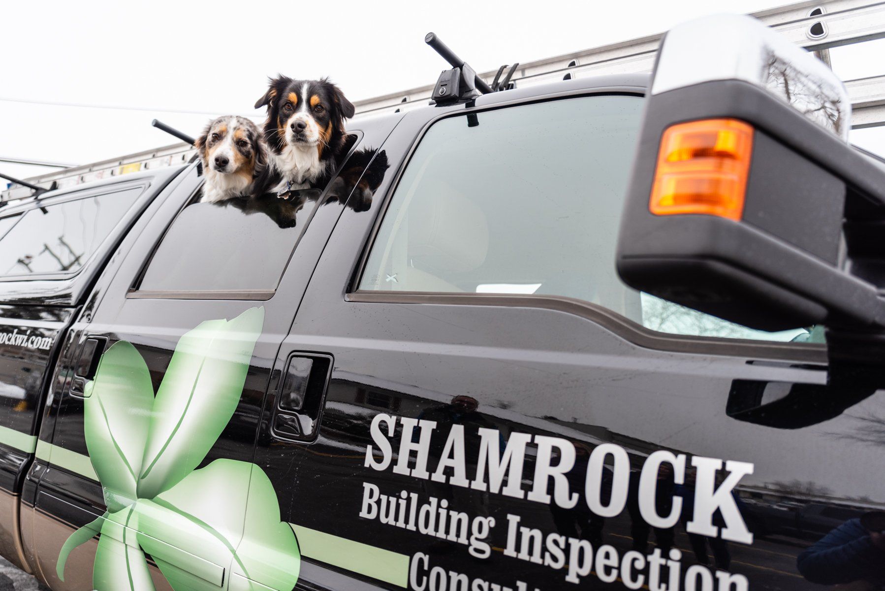 Shamrock truck with dogs in window
