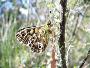 Butterfly — Lenah Valley, TAS — ECOtas Butterfly — Lenah Valley, TAS — ECOtas