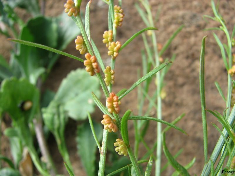 Gyrostemon Thesioides — Lenah Valley, TAS — ECOtas