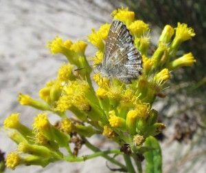 Senecio — Lenah Valley, TAS — ECOtas