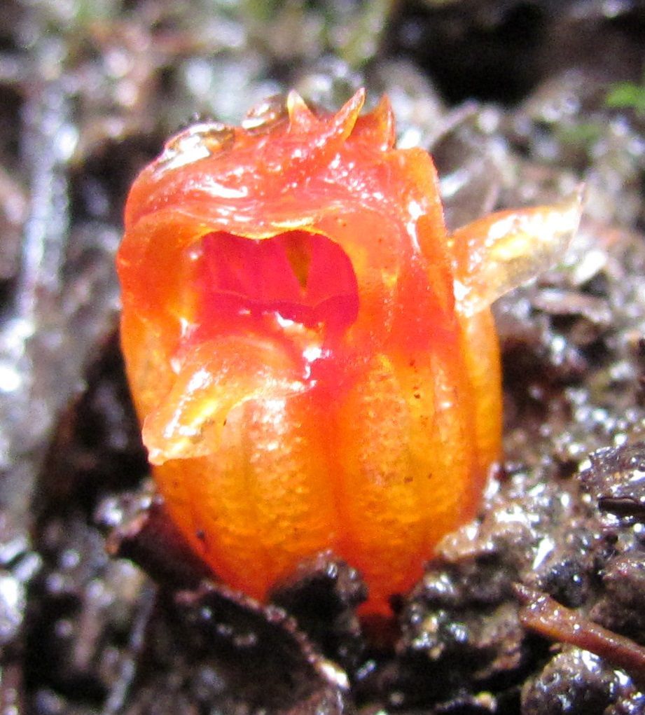 Thismia Rodwayi — Lenah Valley, TAS — ECOtas