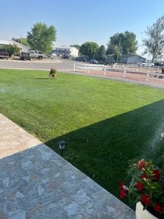 Backyard lawn with a small dog, patio stones, red flowers, and a street in the background