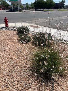 Landscaped sidewalk with desert shrubs, gravel, and a red fire hydrant beside a street