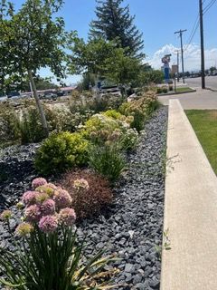 Landscaped walkway with flowering shrubs, dark rocks, trees, and a sidewalk on a sunny day