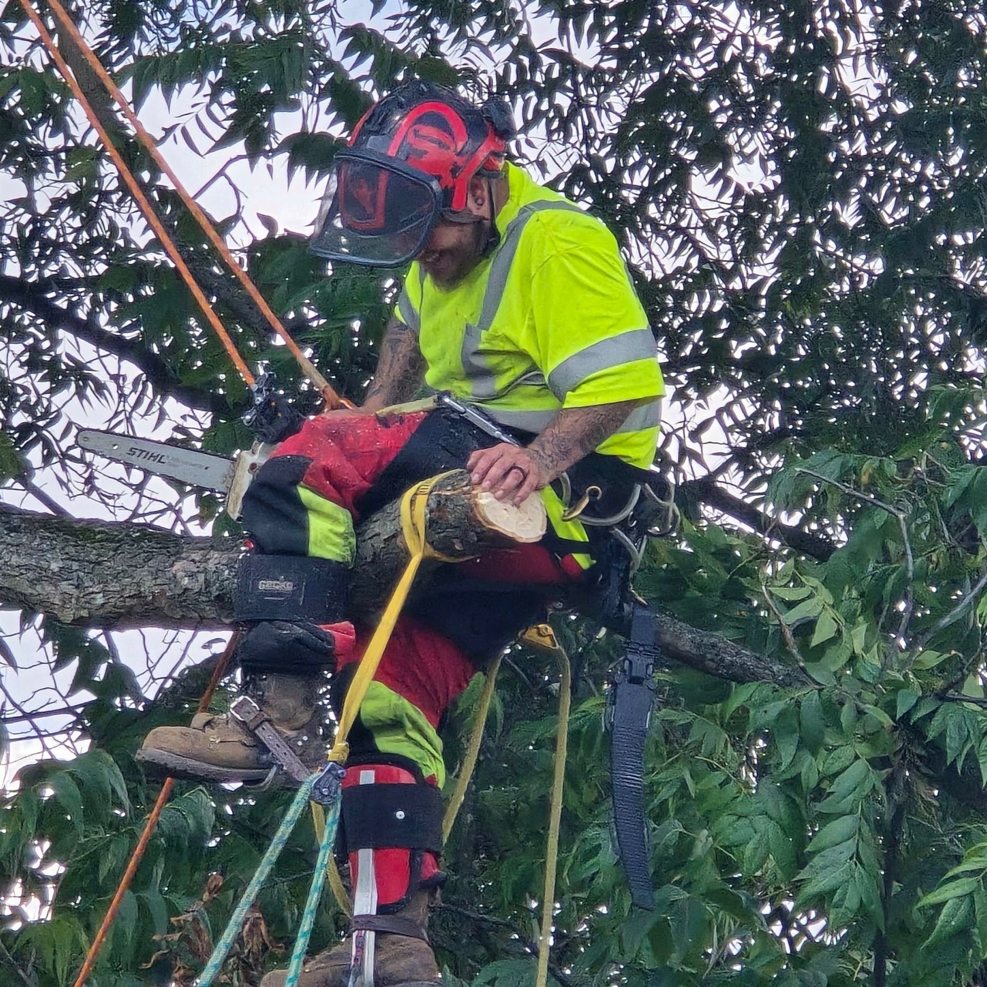 A person wearing a plaid shirt and safety helmet stands by a large, felled tree near a house with pink flowers.