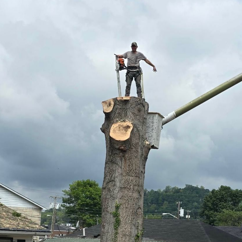 A worker in protective gear and a helmet uses a chainsaw to cut into the base of a large tree in a wooded area.