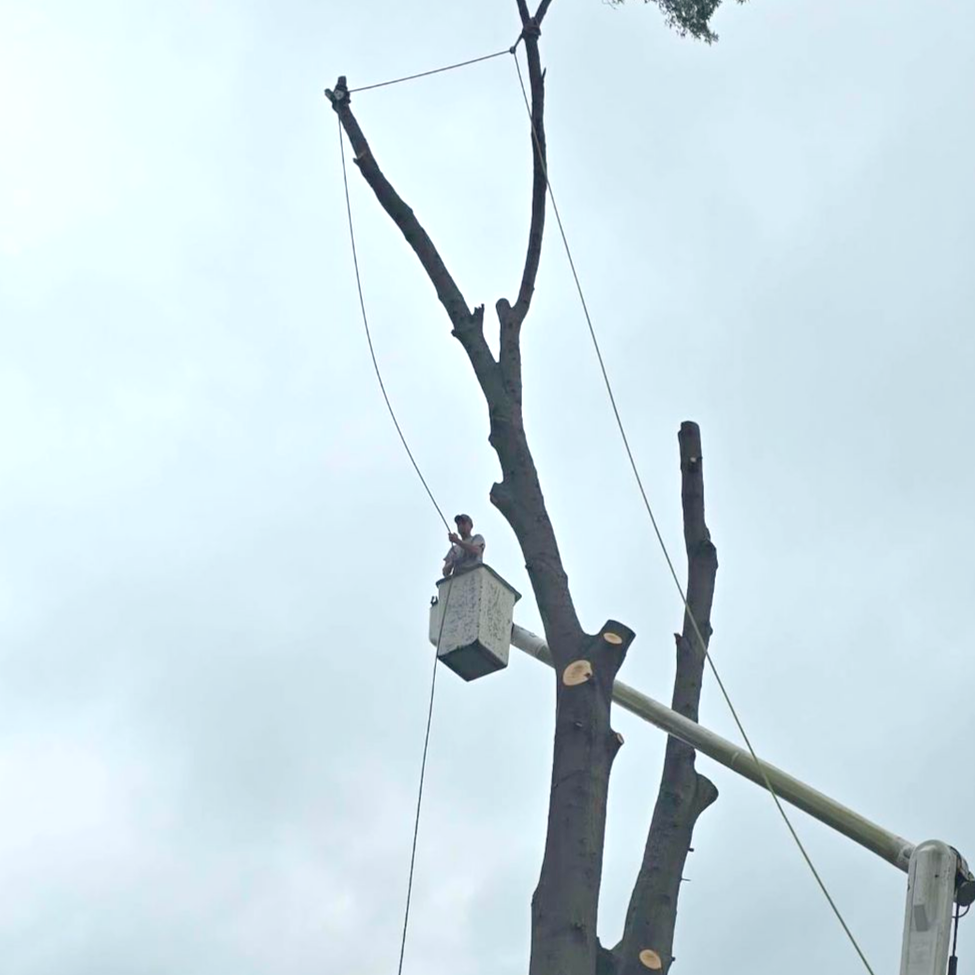 A person in work pants uses an orange chainsaw to cut into the base of a large tree trunk covered in bark.