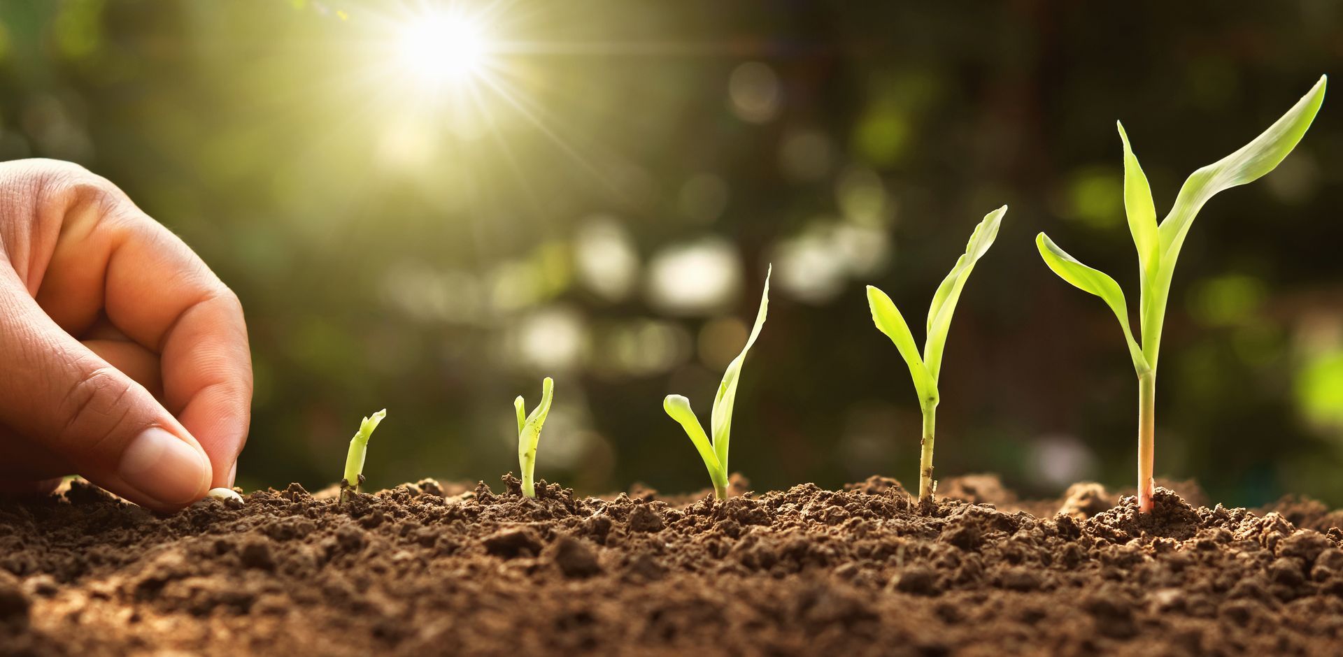 SEO takes time to grow