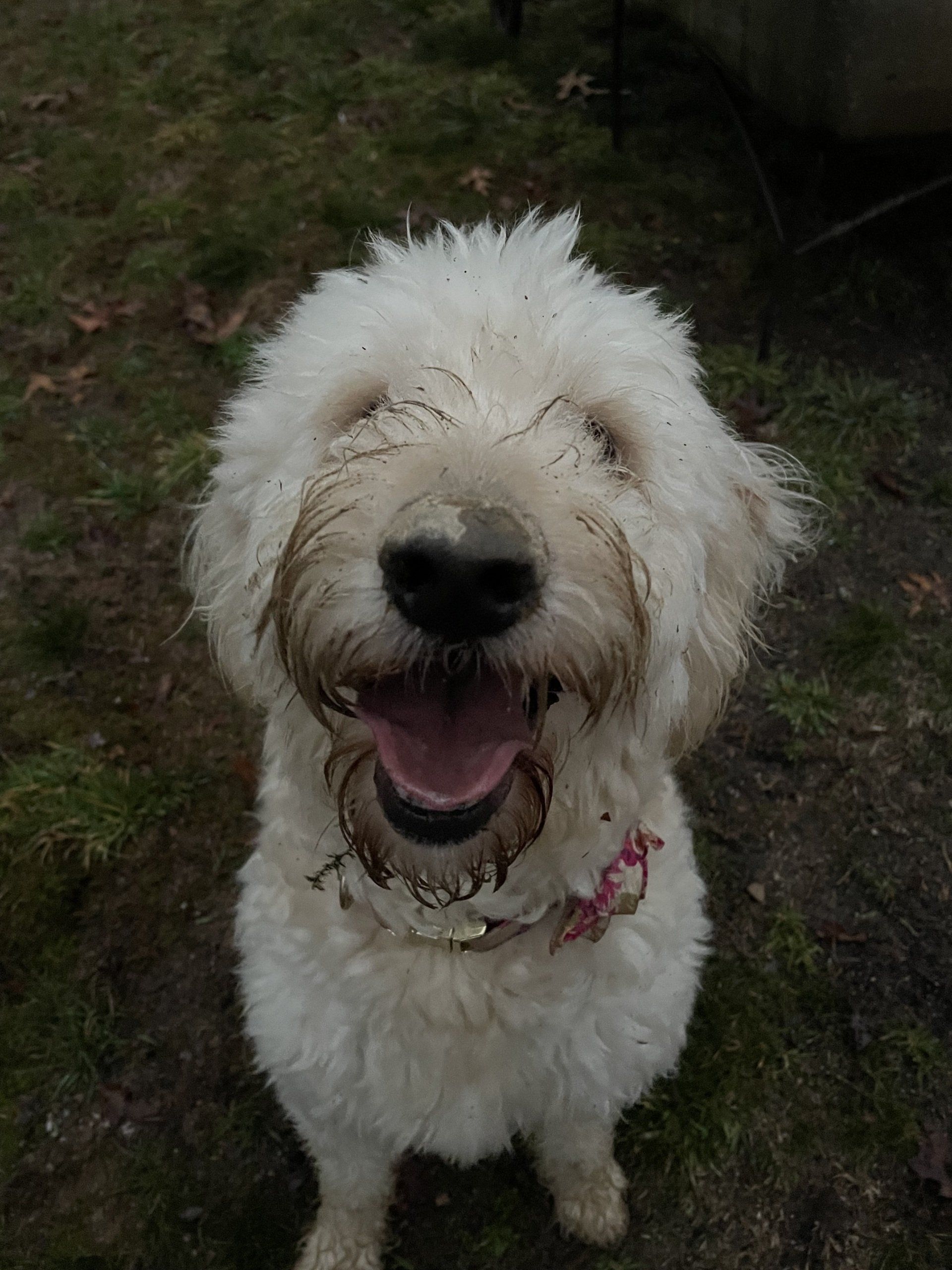 A white dog is sitting in the grass with its mouth open and looking up at the camera.