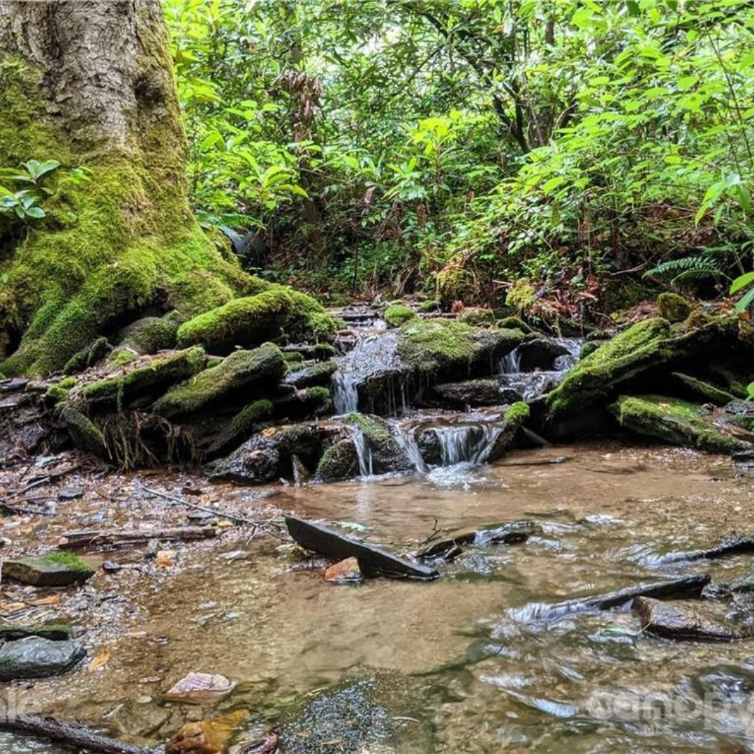 Stream flowing through a lush forest, cascading over mossy rocks near a tree trunk.