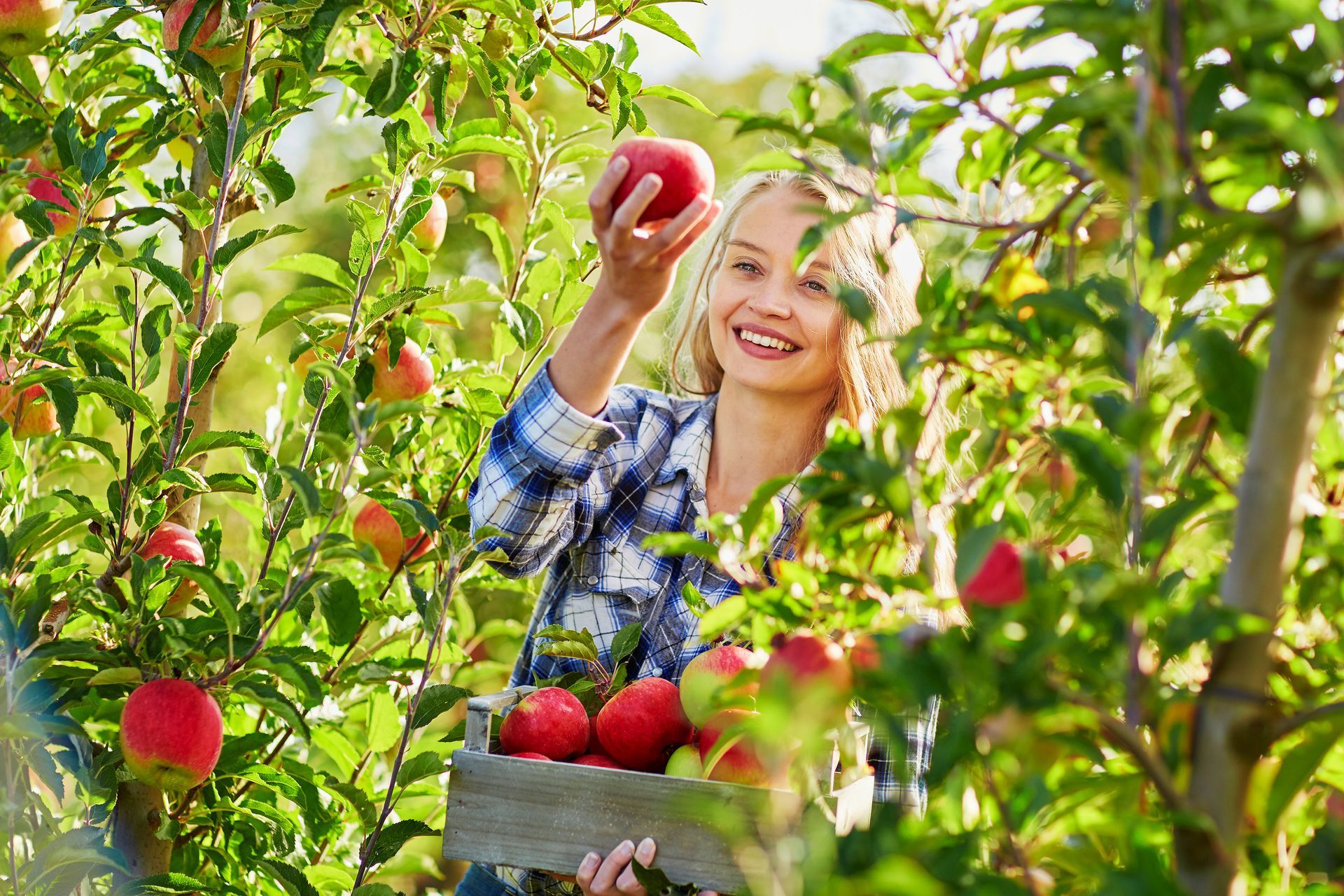 A woman is picking apples from an apple tree in an orchard.