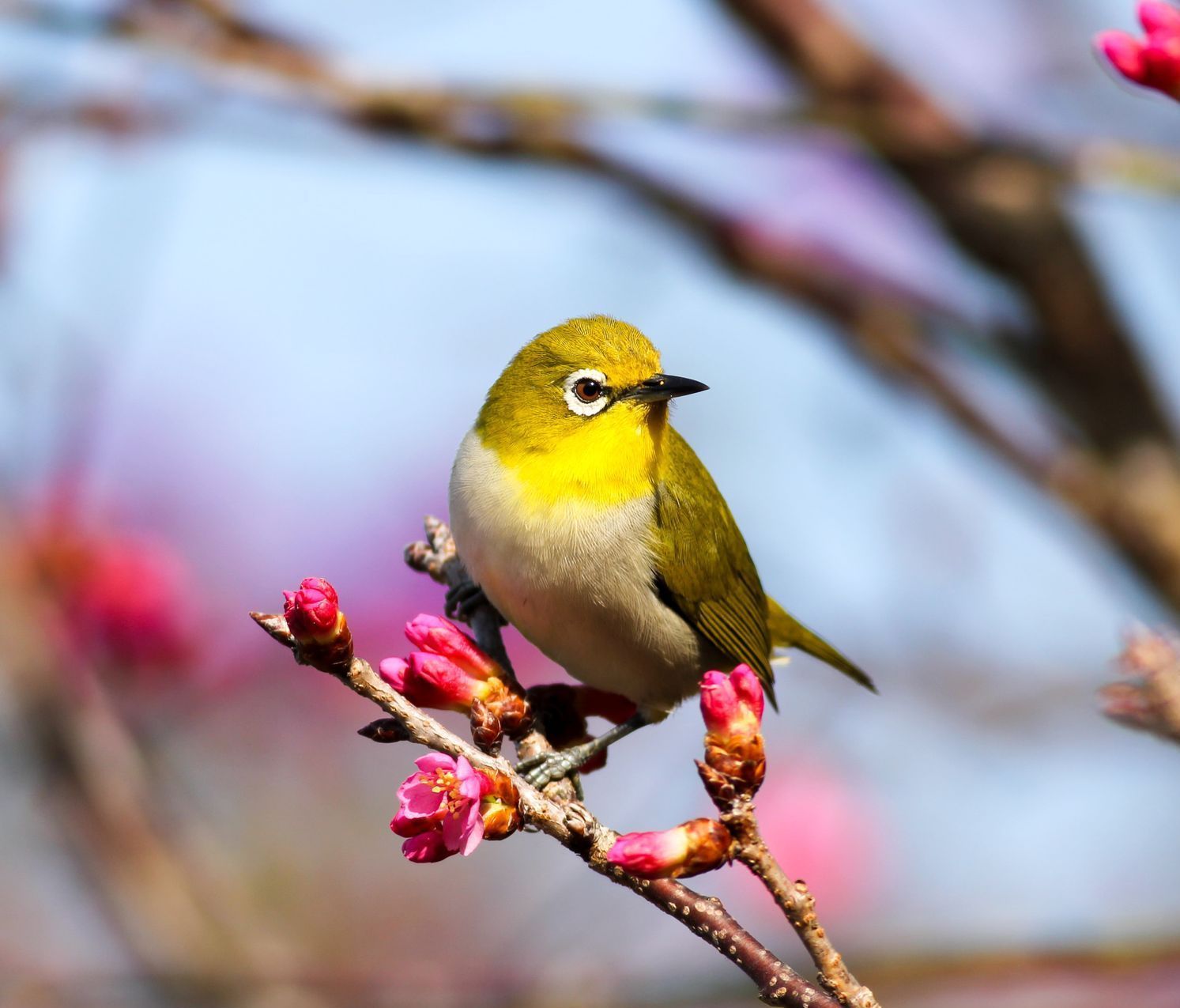 a small bird perched on a branch with pink flowers