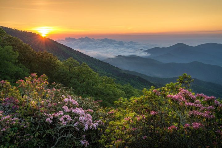 Sunrise over a mountain range with layers of green hills and pink wildflowers in foreground.