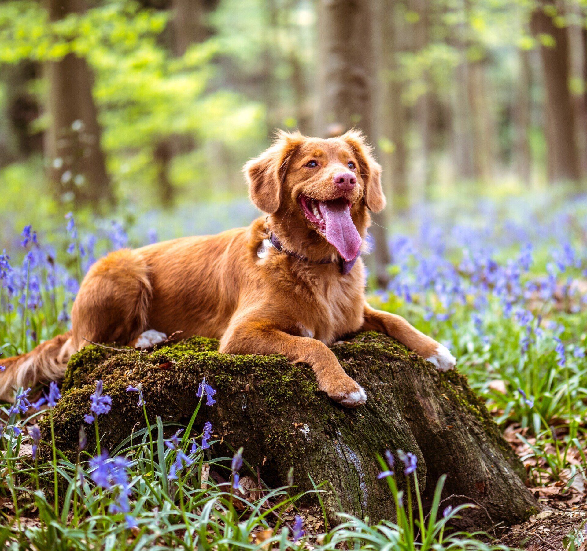 a dog is laying on a tree stump in the middle of a field of bluebells .