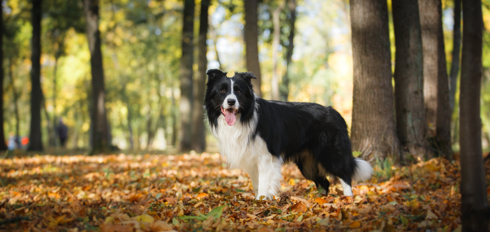 Black and white Border Collie stands on fallen leaves in a forest.
