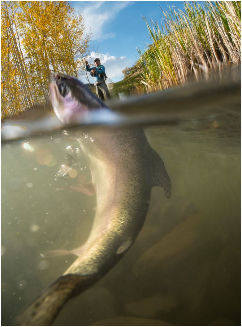 A man is fishing in a river and a fish is coming out of the water.