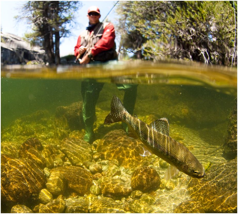 A man is fishing in a river with a fish in the water