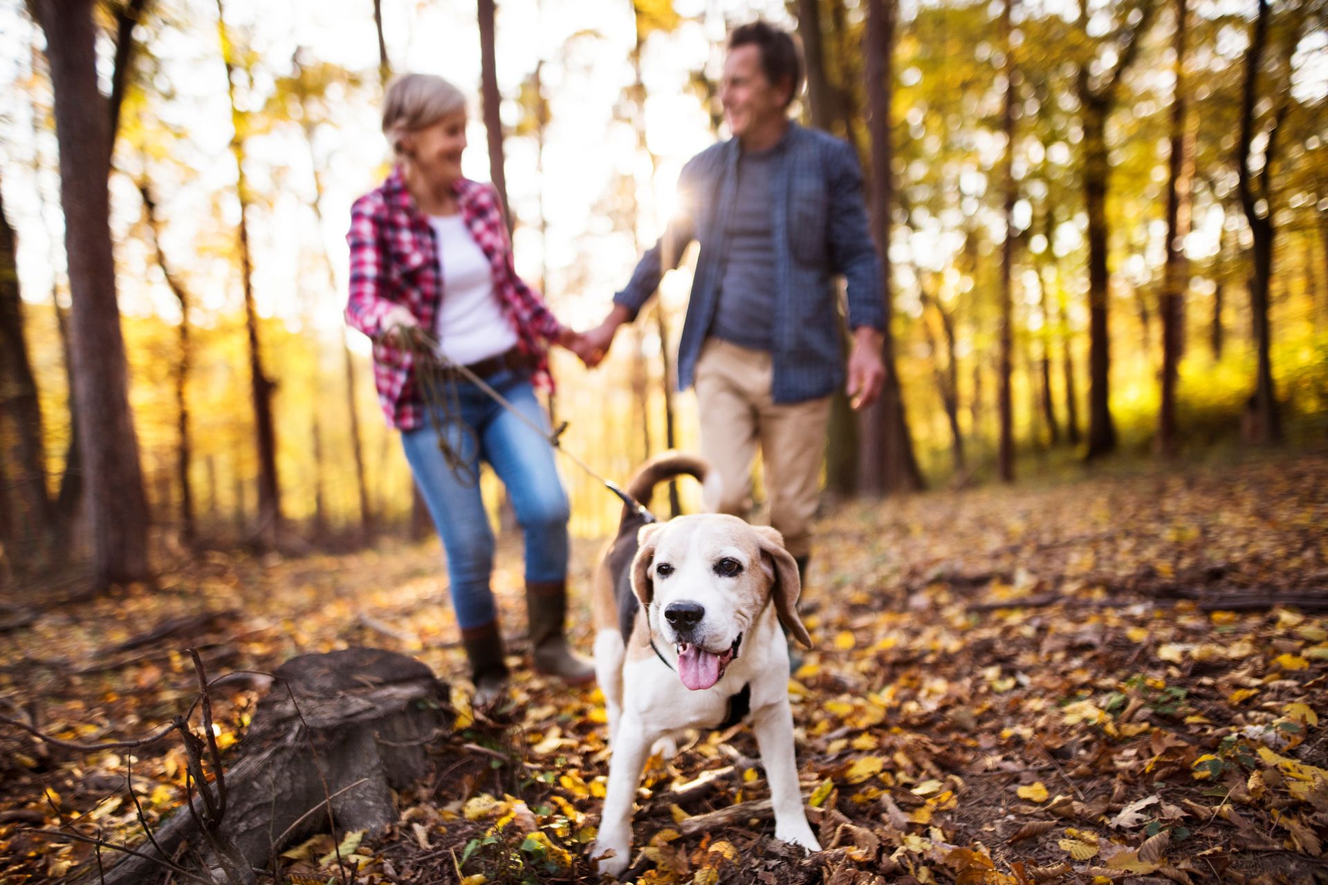 Couple walking a dog in a fall forest. Dog looks at viewer, couple holds hands. Warm sunlight shines.