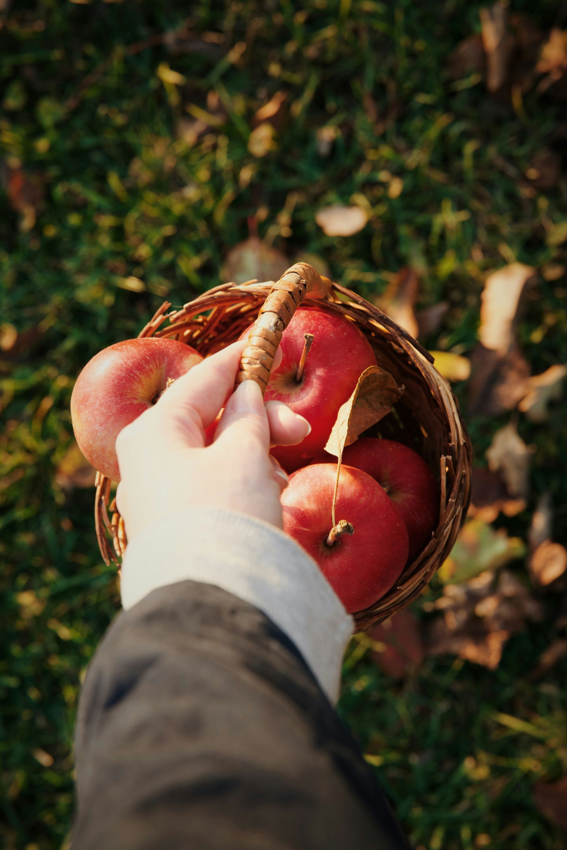 A bunch of red apples hanging from a tree.