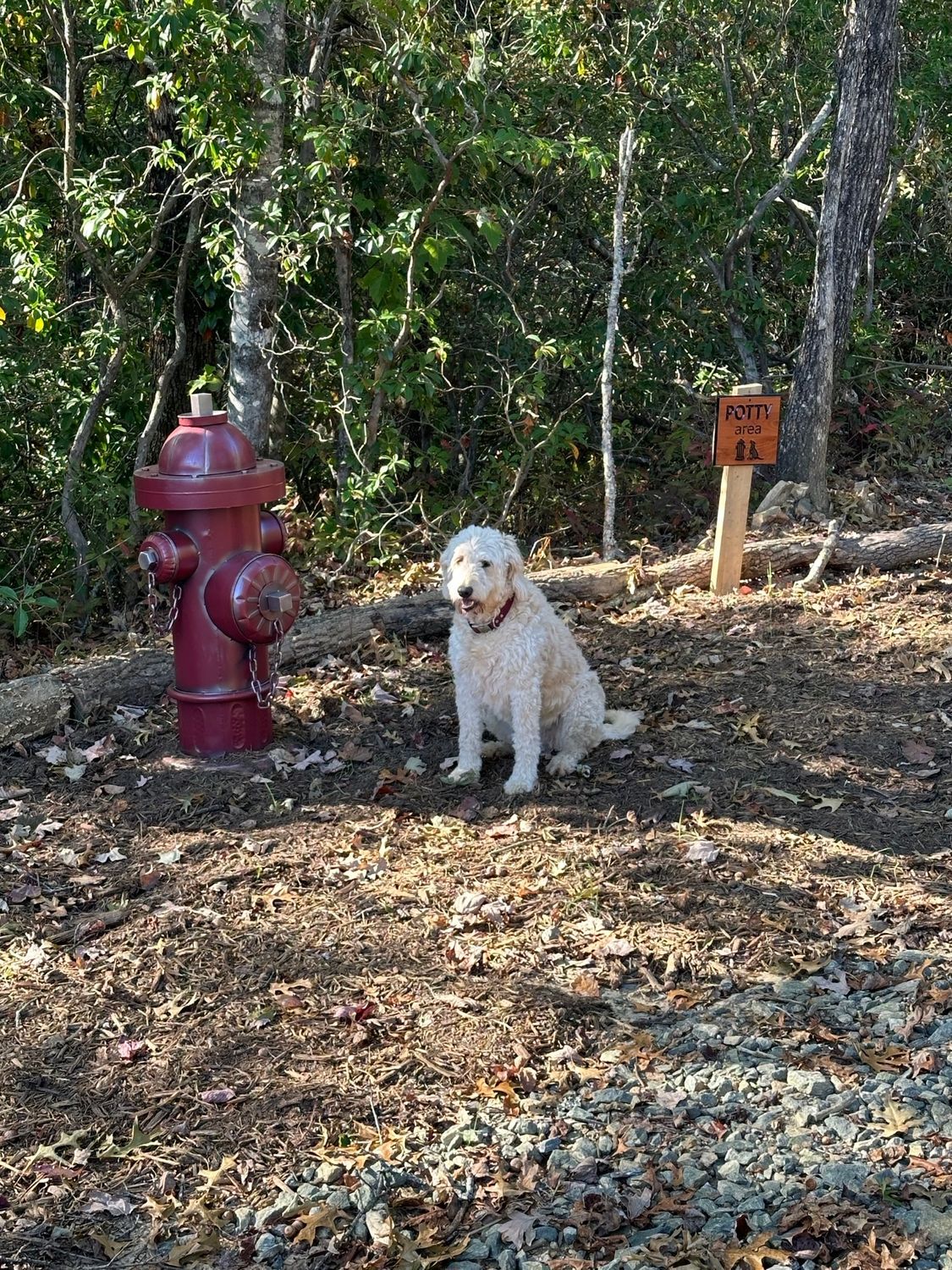 White dog sitting beside a red fire hydrant in a wooded area near a trail sign.