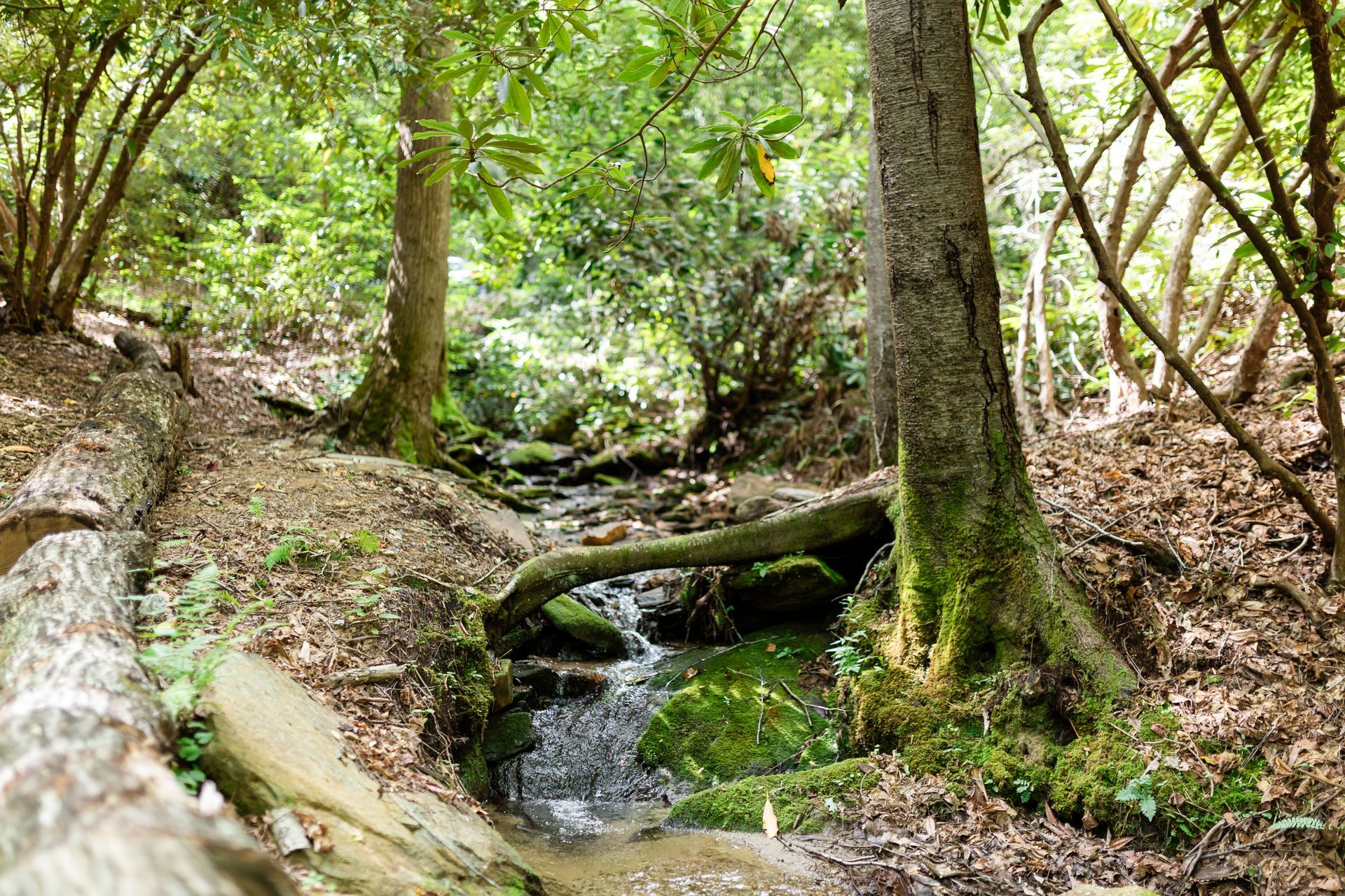 Wooded stream with a small waterfall and mossy rocks under green trees