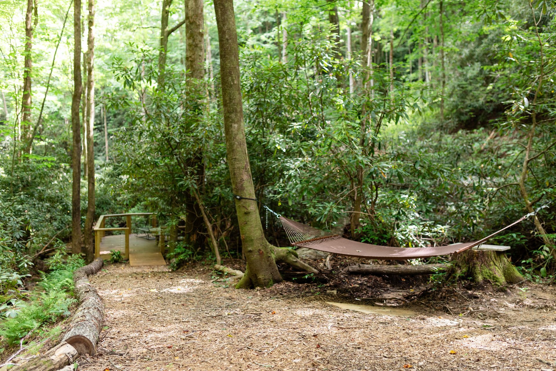 Woodland trail with a hammock-like net strung between trees and a small wooden bench nearby