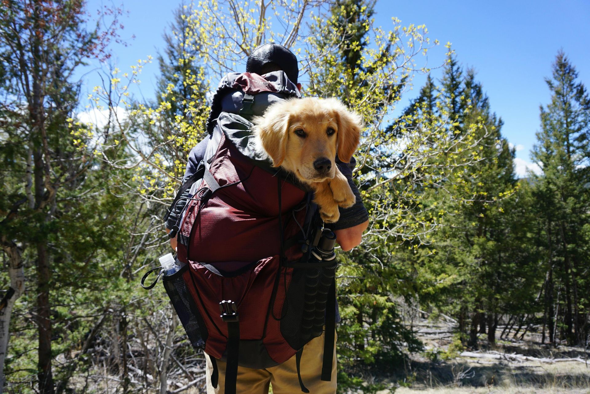 A person is carrying a puppy in a backpack