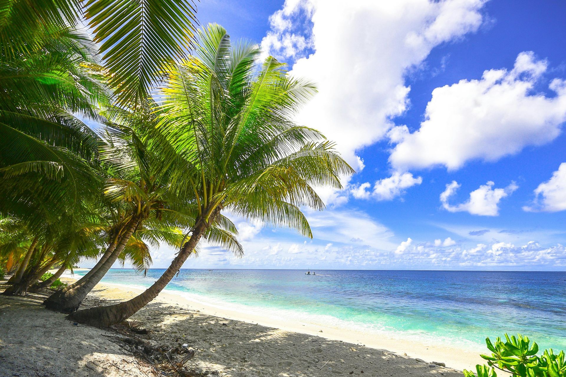 Tropical Beach