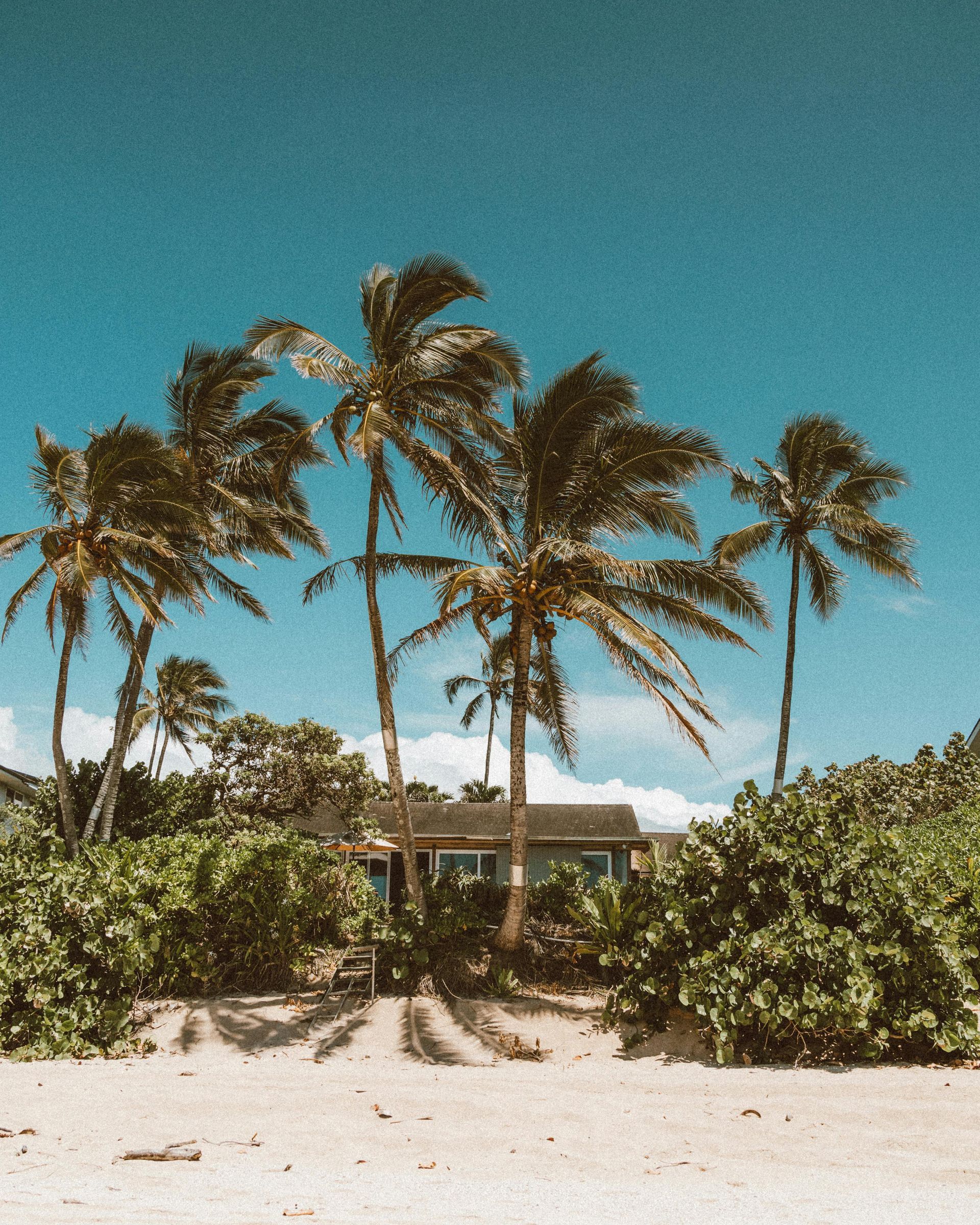 Palm Tree
