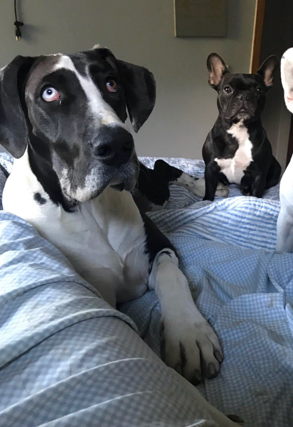 Dogs