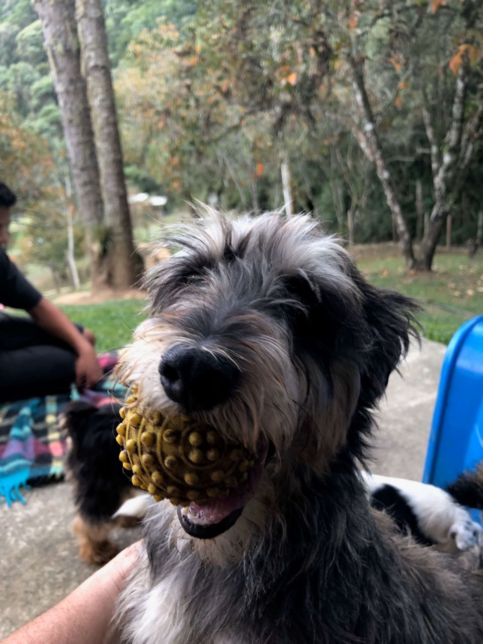 Dogs