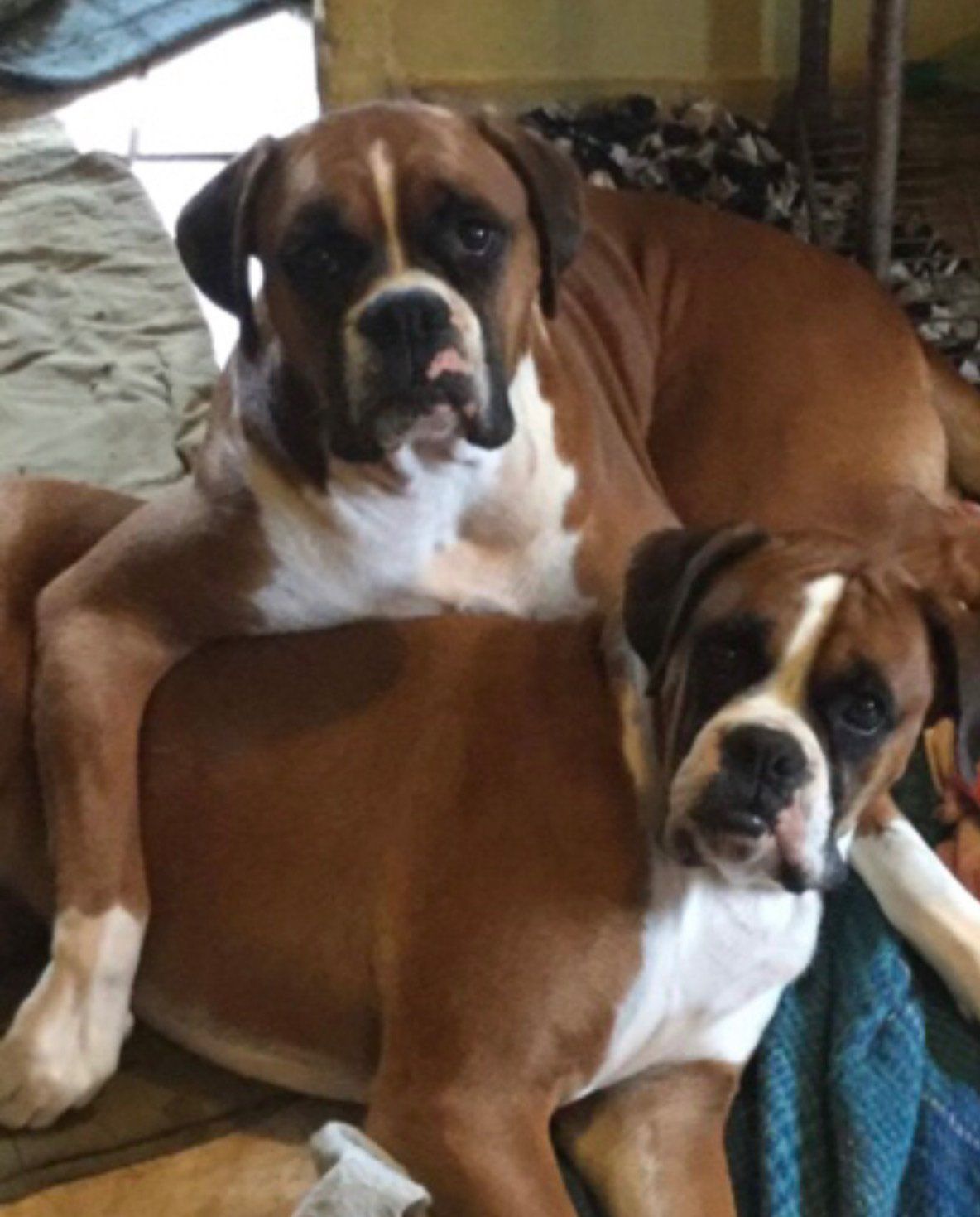 Dogs