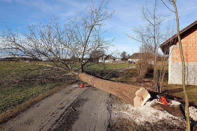 Baum fällen Genehmigung