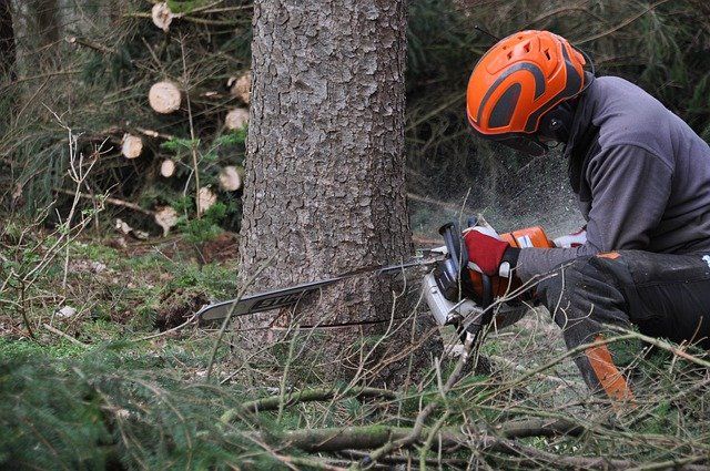 Baum richtig fällen